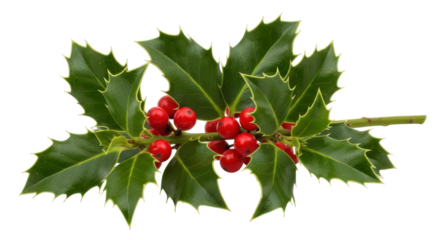 Isolated Holly Branch