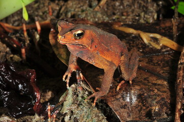 frog in the forest