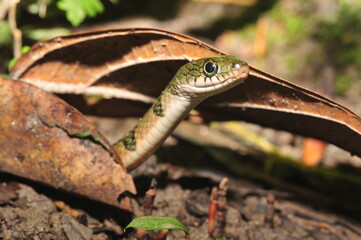 Snake on the ground