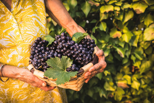 Woman holding wicker basket with freshly harvested red grapes - Powered by Adobe