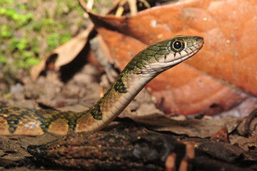 Green Tree Snake
