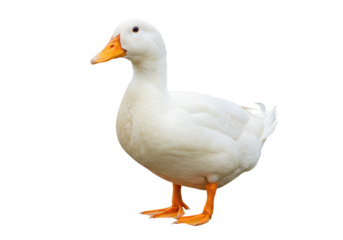 Isolated duck standing alone, close up of domestic fowl with bright orange beak and feet