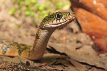 Green Tree Snake 