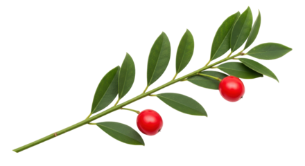 Isolated Holly Branch with Berries