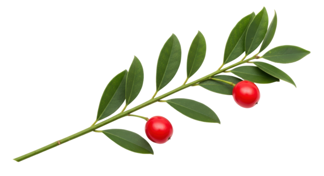 Isolated Holly Branch with Berries
