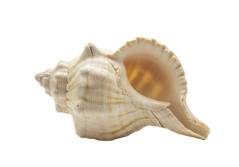 A detailed close up of a large textured cream colored conch shell with a pink interior isolated on transparent background