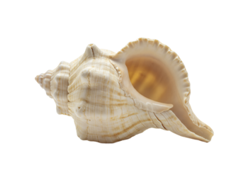 A detailed close up of a large textured cream colored conch shell with a pink interior isolated on transparent background