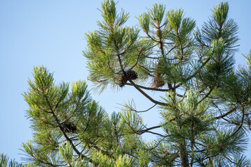 Green pine branches against blue sky.