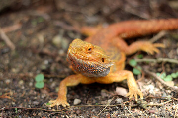 Bearded dragon lizard on Natural Habitat ,Close up image of Inland Bearded Dragon (Pogona vitticeps), Australian Bearded Dragon 