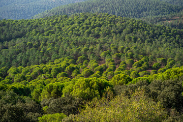 Aerial view of dense green forest.