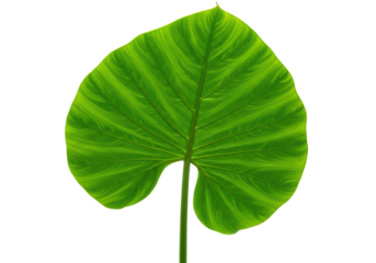 Isolated closeup of taro leaf, exotic plant, nature element, botanical specimen in studio