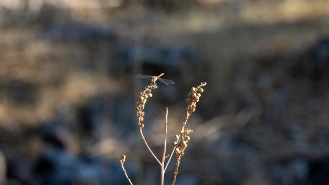 Dragonfly perched on dry twig.