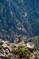 Mountain cliffs and pine forest landscape.