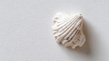 Minimalist Shell Fragment on Textured White Background