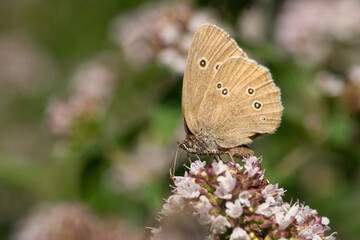 Waldvogel