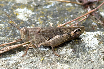 Closeup of brown grasshopper (Caelifera) sitting on stone surface, detailed view of insect body, legs and wings in natural environment.