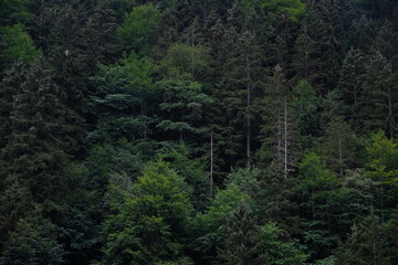 Fototapeta premium trees in the forest