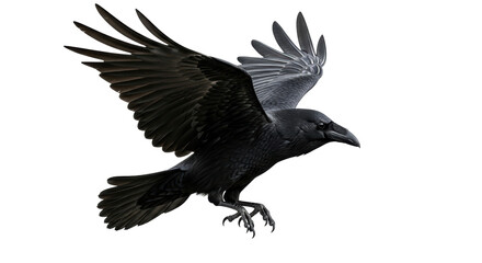 Isolated Raven in Flight