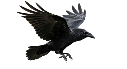 Isolated Raven in Flight