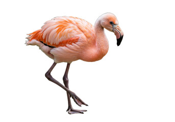 Isolated Pink Flamingo Standing On One Leg Close-Up Looking Down in a Studio Setting