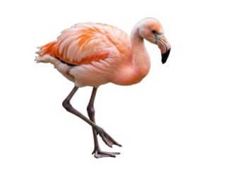 Isolated Pink Flamingo Standing On One Leg Close-Up Looking Down in a Studio Setting