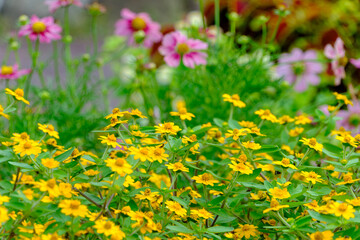 初夏の庭に咲く黄花コスモスとピンクの花々