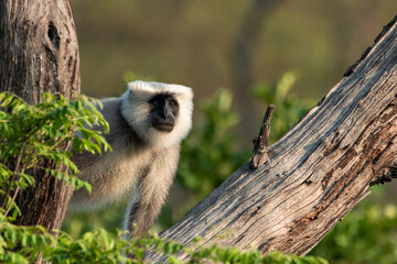 Gray langur exploring tree branches in indian forest
