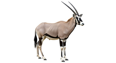 Isolated Gemsbok Antelope
