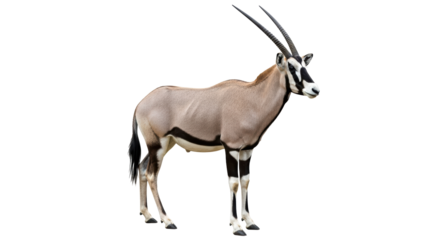 Isolated Gemsbok Antelope