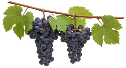 Isolated Bunch of Grapes