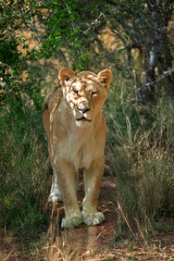 Lionne de face à l'ombre parmi la végétation	