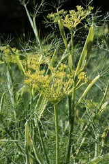Foeniculum Vulgare-Umbekliferae Family close up