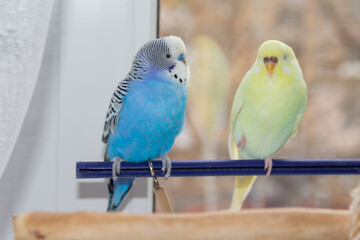 Budgies sit on poles near the cage