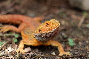 Bearded dragon lizard on Natural Habitat ,Close up image of Inland Bearded Dragon (Pogona vitticeps), Australian Bearded Dragon 