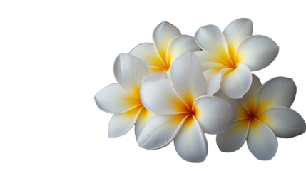 Frangipani plumeria flowers isolated on transparent background