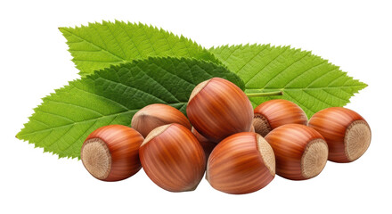 Isolated Hazelnuts with Leaves