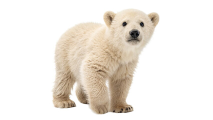 Young polar bear exploring its environment in a snowy landscape  on a transparent background © Anatoli