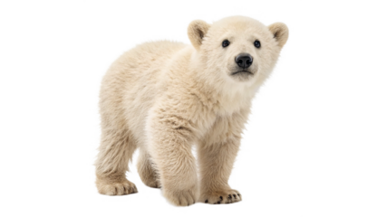 Young polar bear exploring its environment in a snowy landscape  on a transparent background