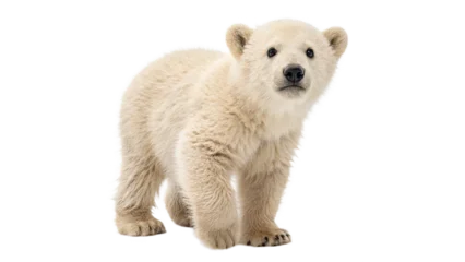 Fototapete Eisbär Young polar bear exploring its environment in a snowy landscape  on a transparent background  © Anatoli