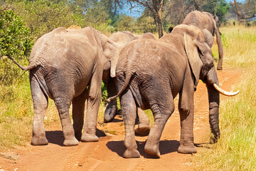 Groupe d'&eacute;l&eacute;phants vu de dos