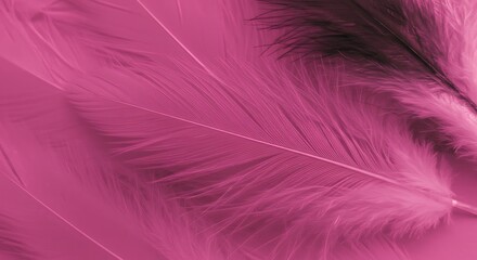 Obraz premium Soft Pink Feather Delicate Texture Close - up