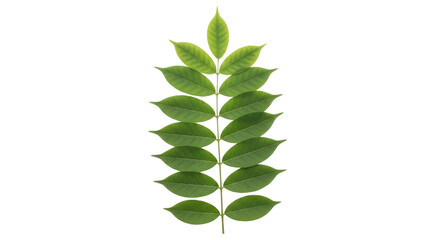 Isolated Green Leaf Stem