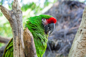 Ara militaire en gros plan	