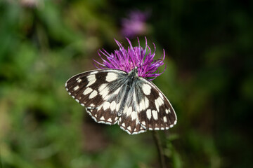 Melanargia galatea,