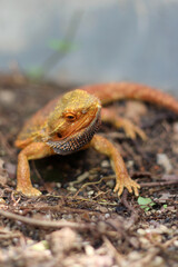 Bearded dragon lizard on Natural Habitat ,Close up image of Inland Bearded Dragon (Pogona vitticeps), Australian Bearded Dragon 