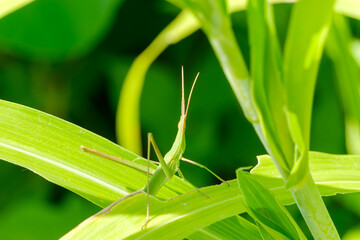 オンブバッタが草の葉にとまる姿