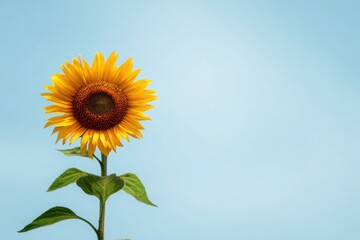 Obraz premium Vivid yellow sunflower in full bloom with a clean blue sky background symbolizing summer positivity and nature beauty.