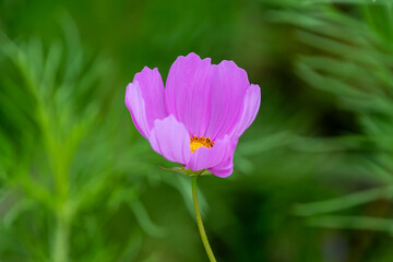鮮やかなピンクのコスモスの花