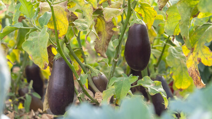 Ripe eggplants on branch, harvest of vegetables. Eggplants are in warm southern sun