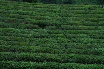 green tea field